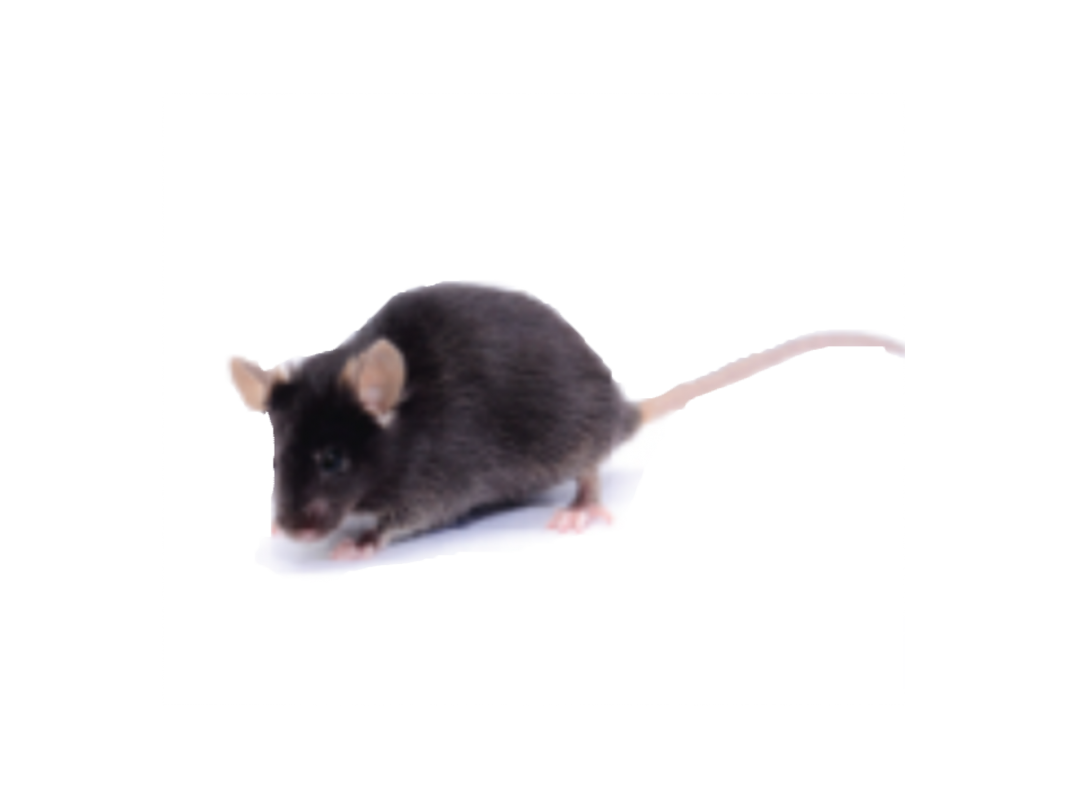 ApoE Knock-out Mice（ApoE） 